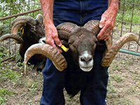 Hawaiian Black Sheep Photos